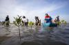 Penanaman 110 Ribu Bibit Mangrove di Pesisir Indramayu - Bagian 3