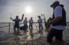 Penanaman 110 Ribu Bibit Mangrove di Pesisir Indramayu - Bagian 2