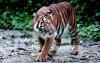 Mengerikan! Petani di Riau Lolos dari Maut Setelah Bertarung Sengit dengan 3 Harimau
