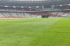 Rumput Stadion GBK Mulus Jelang Laga Timnas Indonesia vs Jepang dan Arab Saudi - Bagian 1