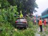 Hujan Deras, Pohon Tumbang Timpa 6 Mobil dan 2 Motor di SMKN 3 Bogor
