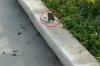 Viral Serangan Tikus di IKN, Kejar-kejaran dengan Wisatawan