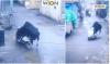 Viral Sapi Naik Motor Sedang Diparkir di Pinggir Jalan, Netizen Auto Ngakak: Wah Curanmor