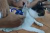 Waduh! Kucing Ini Hendak Selundupkan Ratusan Gram Ganja dan Heroin ke Penjara