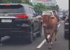 Hewan Kurban Stres Pengaruhi Kualitas Daging, Akademisi UB Bagi Tips Atasi Sapi Kabur