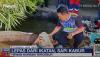 Bikin Panik, Sapi Kurban di Surabaya Lepas lalu Tercebur ke Kolam