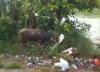 Sapi Kurban Ngamuk hingga Tercebur ke Sungai di Depok, Damkar Bantu Evakuasi