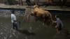 Berhasil Dievakuasi, Sapi Kurban yang Tercebur Sungai di Jombang Disembelih Besok 