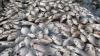 Ribuan Ikan Mati di Banjar Jelang Panen, Petambak Rugi Puluhan Juta Rupiah