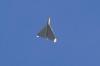 Dibikin Repot Drone Kamikaze Iran Shahed, Amerika Bentuk Skuadron Khusus