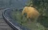 Viral! Masinis Ini Hentikan Kereta 2 Jam, Sabar Tunggu Gajah Melahirkan di Samping Rel