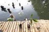 Penanaman Ratusan Pohon Mangrove - Bagian 6