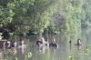 Penanaman Ratusan Pohon Mangrove - Bagian 3