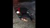 Viral Duel Maut Pelajar di Cianjur, Berguling hingga Jatuh dari Atas Jembatan