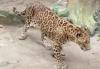Viral Jaguar di Taman Margasatwa Ragunan Terlihat Kurus dan Lemas, Ini Penjelasan Manajemen