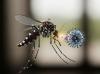 China Diserang Virus Chikungunyah, 7.000 Kasus Dilaporkan!