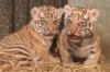 Menggemaskan! 2 Bayi Harimau Benggala Lahir di Bandung Zoo