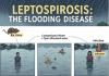Cegah Leptospirosis, Penyakit Berbahaya Menyerang saat Banjir
