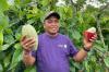 Keseruan Main ke Kebun Kokoa di Lampung, Hasil Panen Melimpah Bikin Petani Makmur