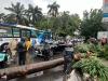 5.000 Pohon di Jakarta bakal Dipasang Penyangga Cegah Tragedi Tumbang Terulang