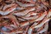 AS Retur 152,32 Ton Udang asal RI, gegara Tercemar Radioaktif?