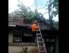 Pohon Tumbang Timpa SD Negeri Tegal Cabe Cilegon, 2 Ruang Kelas Rusak Parah