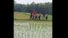 Kelelahan Dikejar Polisi, Pelaku Curanmor Ditangkap di Tengah Sawah