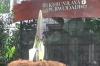 Fenomena Langka! Bunga Bangkai Mekar di Kebun Raya Purwodadi Pasuruan
