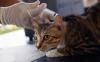 Ada Sterilisasi Kucing Gratis di Jakarta Barat Pekan Depan, Catat Syaratnya