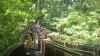 Libur Nataru, Monkey Forest Bali Ramai Dikunjungi Wisatawan Domestik hingga Mancanegara