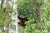 2 Orang Utan Dilepasliarkan di Tanjung Puting Kalteng, Begini Penampakannya