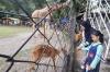 Libur Tahun Baru, Ribuan Wisatawan Padati Kebun Binatang Surabaya