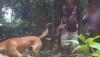 5 Pemburu Macan Tutul Jawa di Hutan Gunung Sanggabuana Karawang Ditangkap