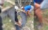 Heboh Lumba-Lumba 300 Kg Terdampar di Hutan Mangrove Maros, Begini Kondisinya