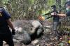 Gajah Mati Tanpa Kepala di Riau, Menhut: Tak Ada Ampun bagi Pemburu Satwa Dilindungi!