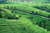 5 Tempat Wisata di Karanganyar: Ada Kebun Teh Menakjubkan!