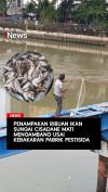 Ribuan Ikan Sungai Cisadane Mati Mengambang usai Kebakaran Pabrik Pestisida