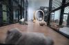 Hotel Kucing Penuh saat Musim Mudik Lebaran 2026, Tarif Mulai Rp160 Ribu - Bagian 5