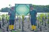 Peringatan Hari Bumi Sedunia, 1.150 Bibit Mangrove Ditanam di Teluk Benoa Bali - Bagian 3