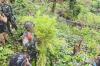 Satgas Damai Cartenz Temukan Ladang Ganja di Pegunungan Bintang, 2 Orang Diamankan