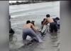 Viral Hiu Tutul Raksasa 15 Meter di Pantai Paciran Lamongan, Dievakuasi ke Laut
