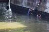 TNI AL Dikerahkan Bantu Basmi Ikan Sapu-Sapu - Bagian 3