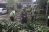 Pohon Tumbang Timpa Warung di Rawamangun - Bagian 3
