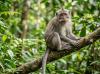 Malaysia Diserang Penyakit Monkey Malaria, 1 Orang Meninggal Dunia