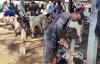 Jelang Iduladha, Kambing Kurban Ramai-Rami Bersolek ke Salon Hewan di Cilacap