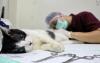 Pengendalian Populasi, 1.554 Kucing di Jakpus Disterilisasi