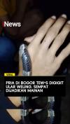 Pria di Bogor Tewas Digigit Ular Weling, Sempat Dijadikan Mainan