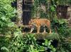 35.000 Orang Liburan Iduladha 2026 ke Ragunan, Healing Sat Set Favorit Warga Jabodetabek!