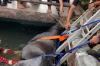Geger Sapi Kurban Ngamuk hingga Nyebur ke Kolam Ikan di Bekasi, Evakuasi Dramatis!