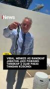 Viral Menkes AS Santai Tangkap 2 Ular Pakai Tangan Kosong